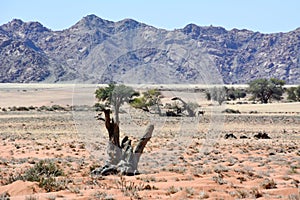 Desert landscape with distant rocky mountains in the distance with dry trees in the foreground. The surrounding natural