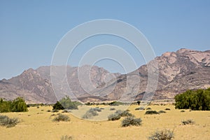 Desert landscape with distant rocky mountains in the distance with dry trees in the foreground. The surrounding natural