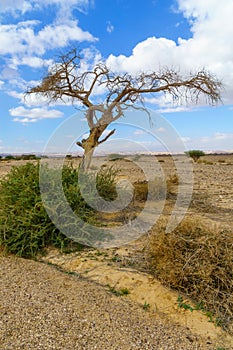 Desert landscape, dry acacia tree, northern Arava