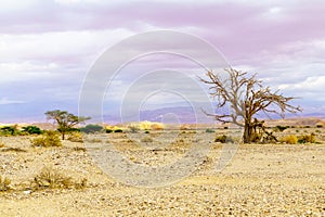Desert landscape, dry acacia tree, northern Arava