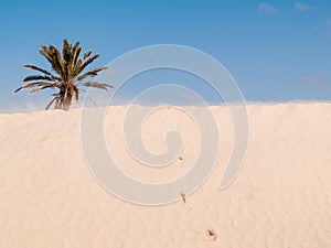 Douz,desert landscape,sahara,tunisia,africa