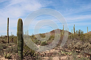 A Desert landscape filled with Cholla, Prickly Pear and Saguaro Cacti on the Desert Discovery Trail in Arizona