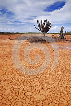 Desert landscape on the Hato Plain, CuraÃÂ§ao