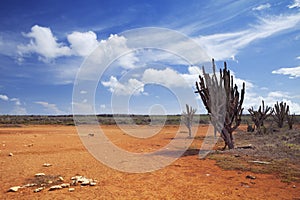 Desert landscape on the Hato Plain, CuraÃÂ§ao