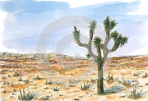 Desert landscape with Joshua tree Yucca brevifolia photo