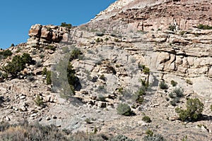 Desert landscape with junipers in western Colorado