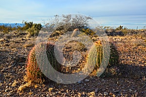 Desert landscape with large plants cactus Ferocactus sp. Organ Mountains-Desert Peaks NM, New Mexico, USA photo
