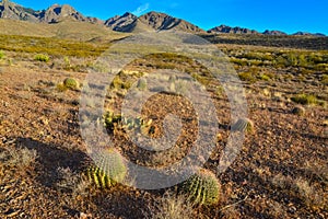 Desert landscape with large plants cactus Ferocactus sp. Organ Mountains-Desert Peaks NM, New Mexico, USA photo