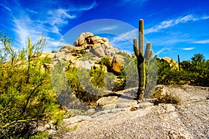 Desert Landscape and Large Rock Formations with Saguaro Cacti