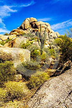 Desert Landscape and Large Rock Formations with Saguaro Cacti