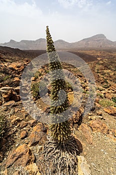 Desert landscape from Las Canadas caldera of Teide volcano.