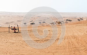 Desert landscape with Middle Eastern camels, Wahiba Sands of desert in Oman