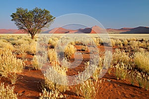 Desert landscape, Namibia