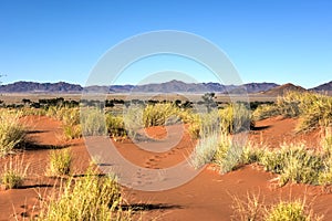 Desert Landscape - NamibRand, Namibia