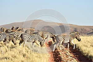 Desert Landscape - NamibRand, Namibia