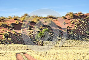 Desert Landscape - NamibRand, Namibia