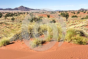 Desert Landscape - NamibRand, Namibia