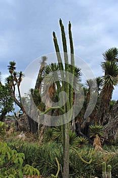 A desert landscape with an Ocotillo cactus, in front of a Joshua Tree and desert grasses at the Desert Garden in Balboa Park