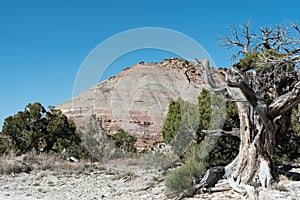 Desert landscape with old juniper in western Colorado