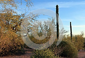 A desert landscape at Papago Park in Phoenix