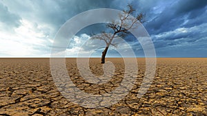 Desert landscape with a parched tree as a metaphor for global warming and climate change