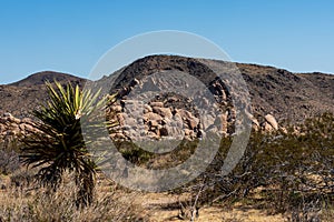 Desert Landscape with Plant life