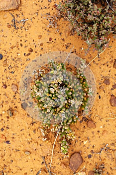 The desert landscape and plants of the Karoo.