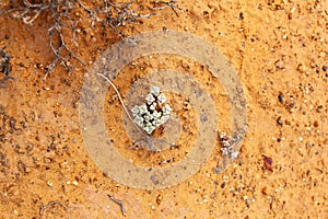 The desert landscape and plants of the Karoo.