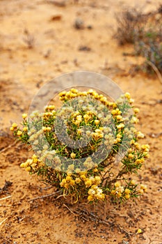 The desert landscape and plants of the Karoo.