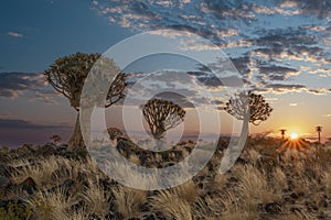 Desert landscape with with quiver trees (Aloe dichotoma)