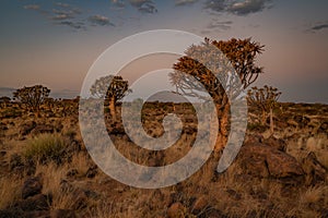 Desert landscape with with quiver trees (Aloe dichotoma)