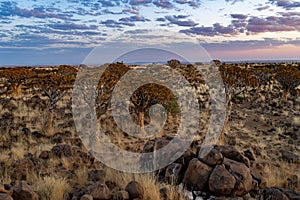 Desert landscape with with quiver trees (Aloe dichotoma)