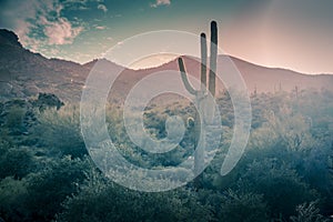 Desert landscape rain Phoenix, Arizona,USA