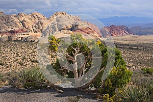 Desert Landscape with Red Rock