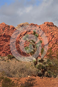 Desert Landscape with Red Rock and Pinyon Pine