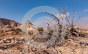 Desert landscape in the remote unexplored region. photo