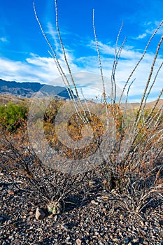 Desert landscape in a rock desert with drought-tolerant cacti, yuccas and Ocotillo plant