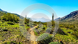 Desert Landscape with Saguaro and Barrel Cacti along the Bajada Hiking Trail in the mountains of South Mountain Park