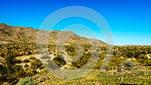 Desert Landscape with Saguaro and Barrel Cacti along the Bajada Hiking Trail in the mountains of South Mountain Park