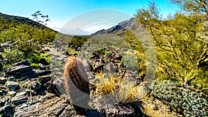 Desert landscape with Saguaro and Barrel Cacti along the Bajada Hiking Trail in the mountains of South Mountain Park