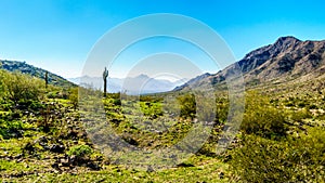 Desert Landscape with Saguaro and Barrel Cacti along the Bajada Hiking Trail in the mountains of South Mountain Park photo