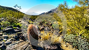 Desert landscape with Saguaro and Barrel Cacti along the Bajada Hiking Trail in the mountains of South Mountain Park photo