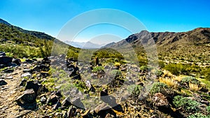 Desert Landscape with Saguaro and Barrel Cacti along the Bajada Hiking Trail in the mountains of South Mountain Park photo