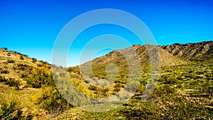 Desert landscape with Saguaro Cacti along the National Trail near the San Juan Trail Head in the mountains of South Mountain Park