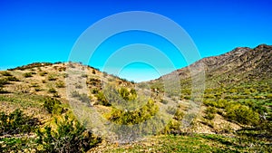 Desert landscape with Saguaro Cacti along the National Trail near the San Juan Trail Head in the mountains of South Mountain Park