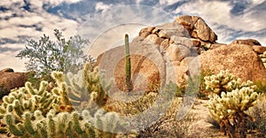 Desert landscape with Saguaro cacti and rock b