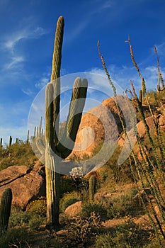 Desert Landscape and Saguaro Cactus