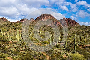 Desert landscape; Saguaro cactus on hillside with green desert plants. Rocky peak, blue sky, clouds in distance.