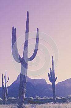 Desert landscape saguaro cactus and mountains