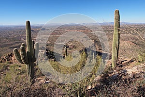 Desert landscape of Saguaro National Park, Arizona.